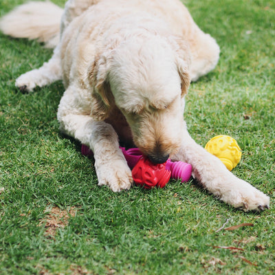 Nunbell Connectables --  Dog Toys