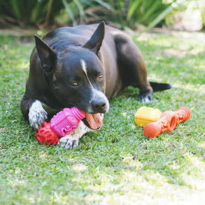 Nunbell Connectables --  Dog Toys