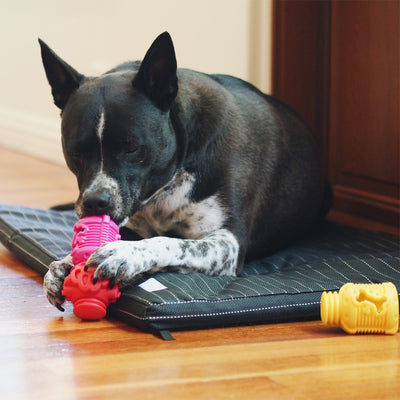 Nunbell Connectables --  Dog Toys