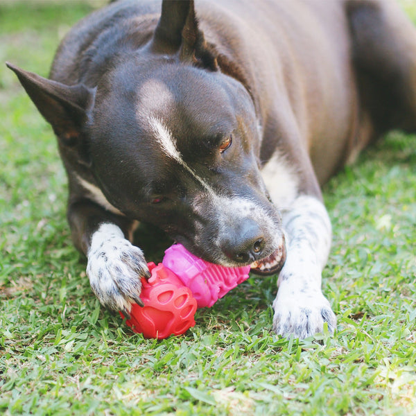 Pet Supplies : Nunbell [Large Size] Dog Puzzle Toys, Dog