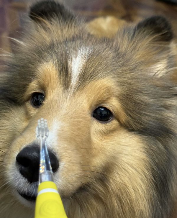 Nunbell Pet Electric Brushes - 图片 3