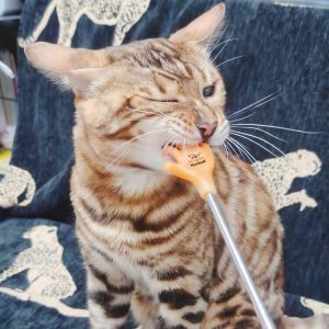 Nunbell Pet Scratch Stick